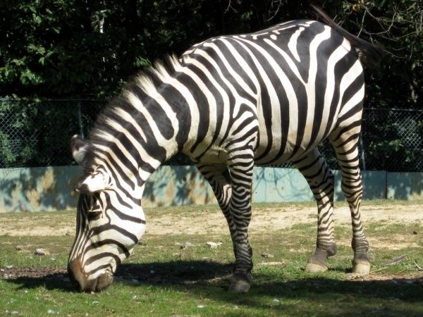 Zebra